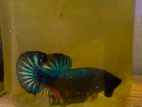 Betta Fish