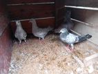 Pigeons