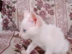 Kitten for A Kind Home