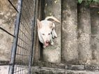 Dog for Kind Home