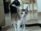 Cats for Kind Home