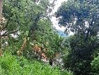 මහනුවර පර්චස් 20 ක් ඉඩමක්| Peradeniya