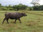 Buffalo මී හරක්