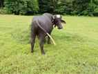 Farm Cow