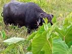 Wassi Cow