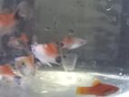Mickey Mouse Platy