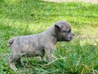 Micro American Bully Puppy