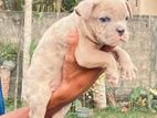 Micro American Bully Puppy