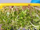 Microgreens