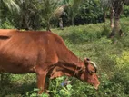 Male Cow