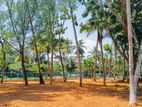 Midigama Luxury Land Polt