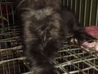 Midnight Maincoone Kittens
