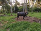 මී දෙන