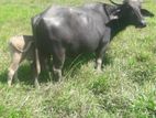 Farm Cow