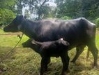 මී දෙනක් සහ පැටියා විකිනීමට