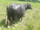 මී ගවයින්