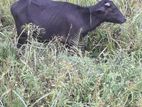 මී ගවයින්