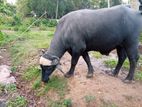 මී ගවයින් විකිණිමට ( Buffalo)
