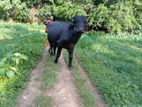 මී ගවයන්
