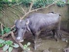 මී හරක් Buffalo