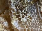 මී පැණි Honey Bee