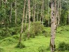මීගොඩ පිහිටි පර්. 60 ක කුඩා රබර් ඉඩම විකිණීමට