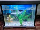 Fish Tank with Fishes