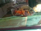 Oscar Albino Fish