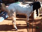 Jamunapari Goat