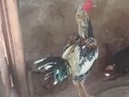 Rooster