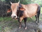 Farm Cows