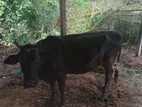 Milk Cow
