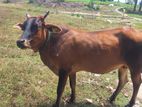 Cow Male