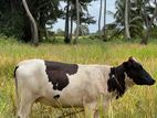 Milk Cow