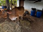Milk Cow 4 Liter Now Before 9 Taken