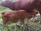 Milk Cow and Calf