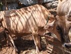 Milk Cow with Calf