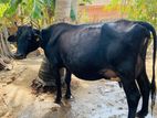 Milk Cows