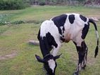 Milk Cow