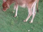 Milk Cow
