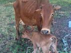 Milk Cow