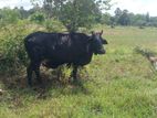 milk cow