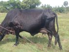 Milk Cow