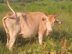Milk Cow