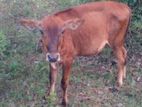 milk cow