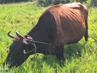 Milk Cow