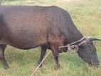 Milk Cow