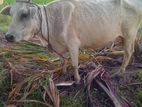 Milk Cow