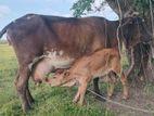 milk cow