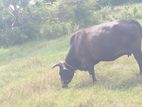 Milk Cow